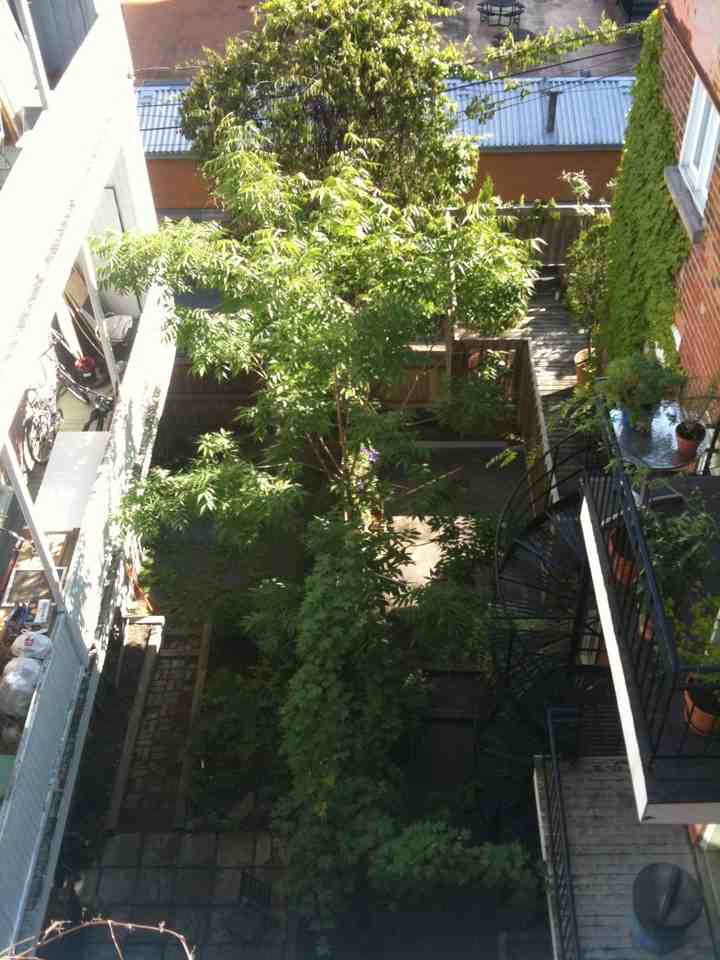 1221 Rue Sainte Élisabeth - Photo 3 of 5