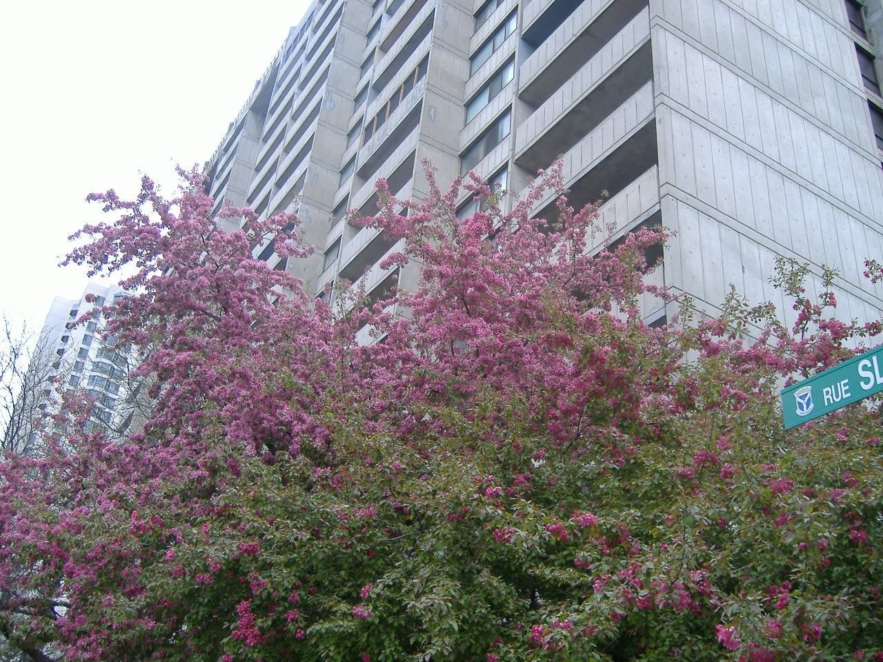 400 Slater St, Ottawa, ON K1R 7S7, Canada 6 unit Rentals Zumper