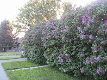 206 William St - Photo 3 of 13