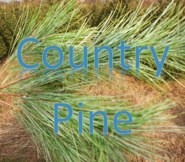 Country Pine - Photo 2 of 2
