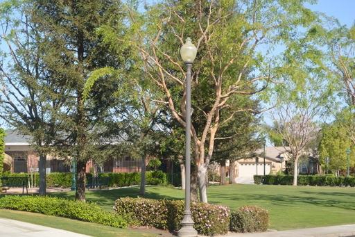 11919 Privet Pl - Photo 2 of 13