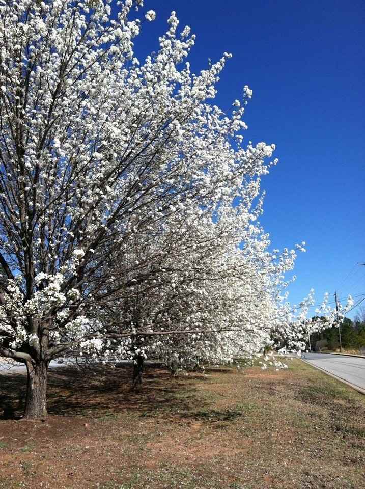 Sandalwood Townhomes - Photo 3 of 3