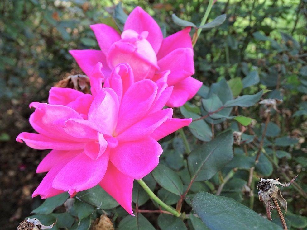 111 Ironstone Dr - Photo 3 of 24