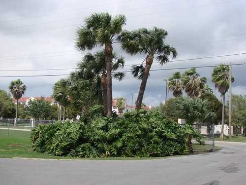 Glades Diamond - Photo 2 of 16