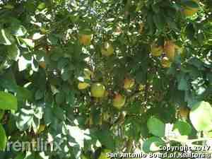 11214 Cedar Elm Dr - Photo 3 of 9