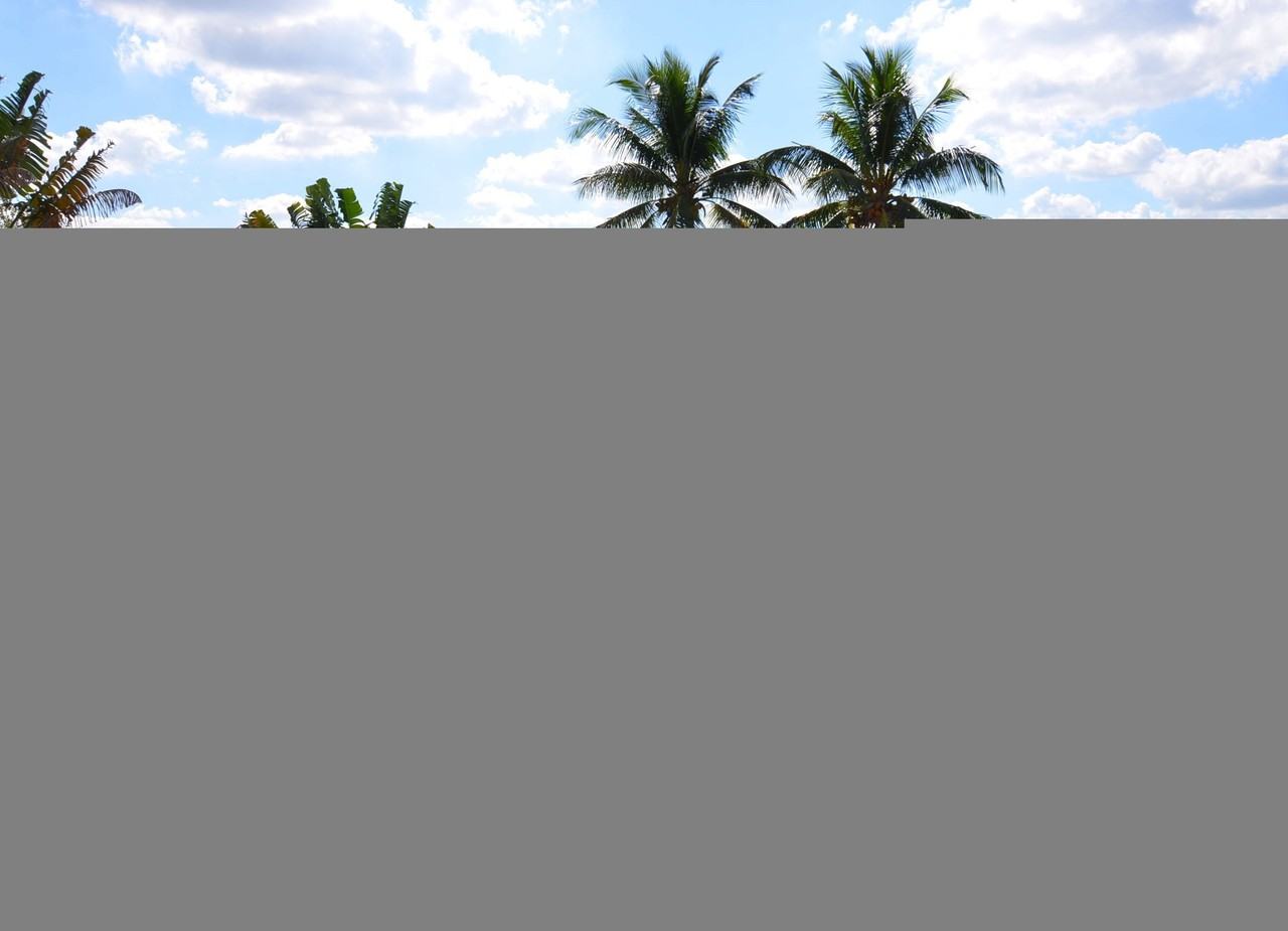 Hawaiian Palms - Photo 3 of 26