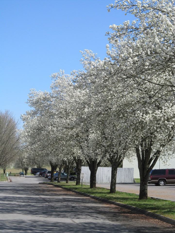 The Meadows - Photo 3 of 49