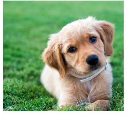 Corvias Communities at Fort Bragg - Photo 2 of 18