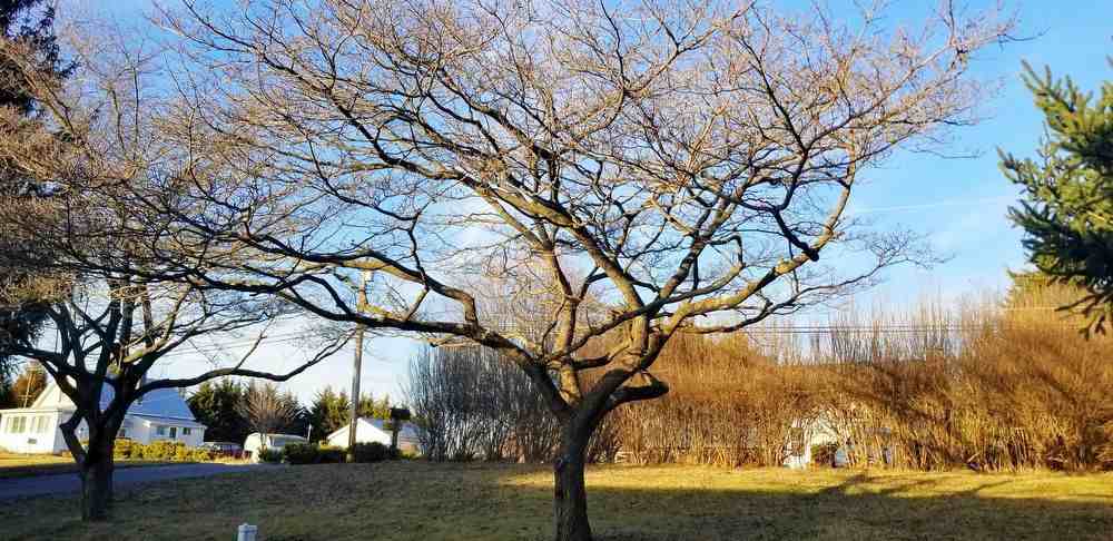 727 Holliday Lane - Photo 3 of 24