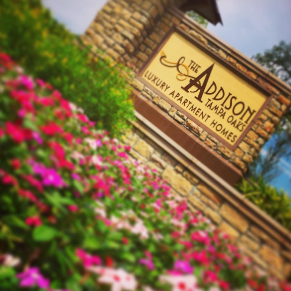 The Addison At Tampa Oaks - Photo 2 of 15