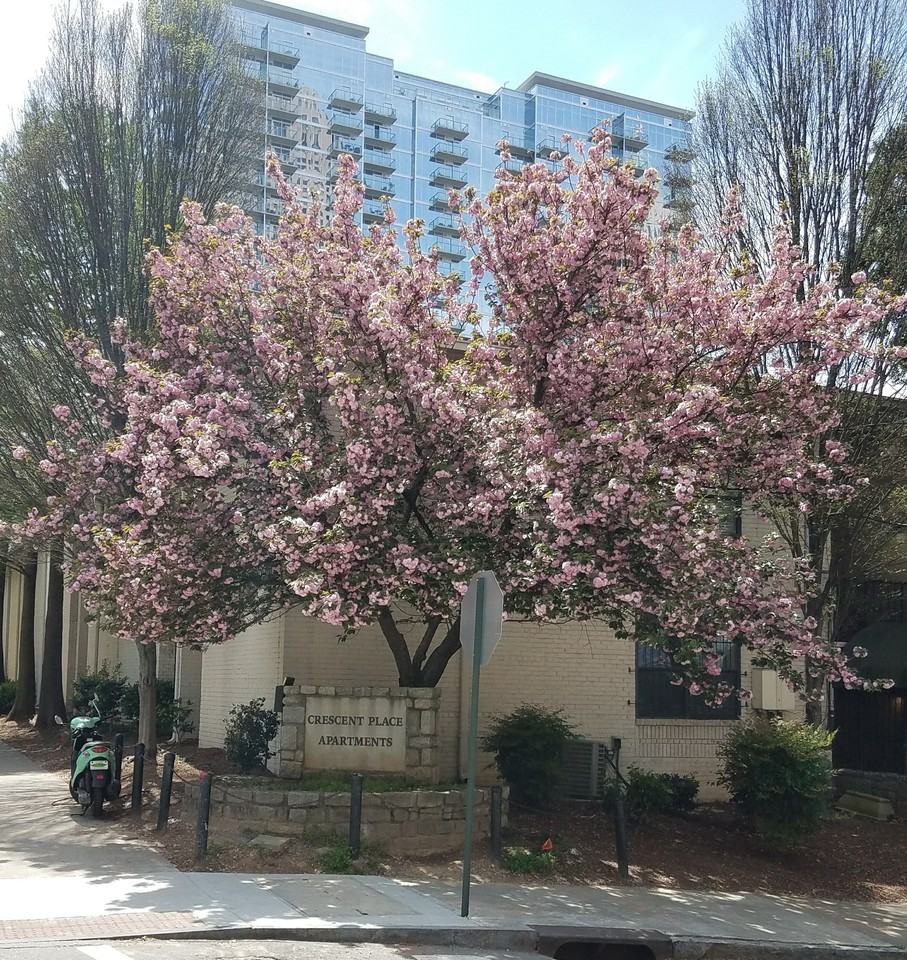 1122 Crescent Ave NE #6