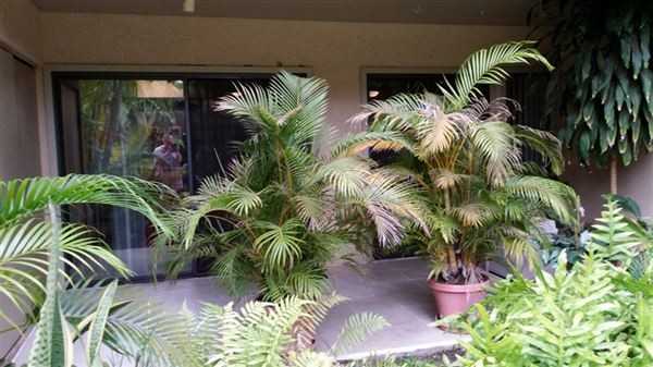 Maui Gardens - Photo 2 of 10