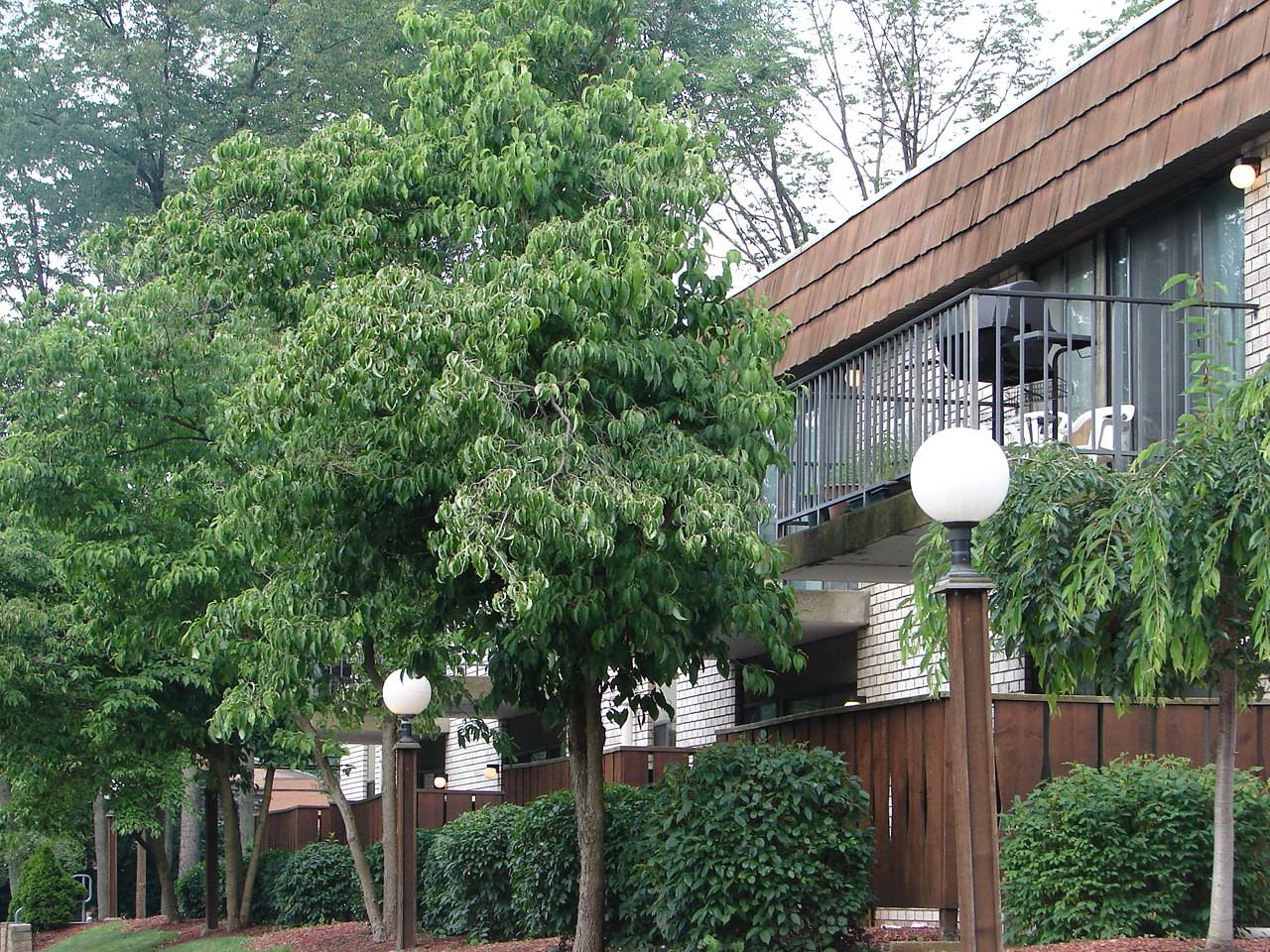 963 Mull Ave Apartments in West Akron, Akron, OH 44313 Zumper