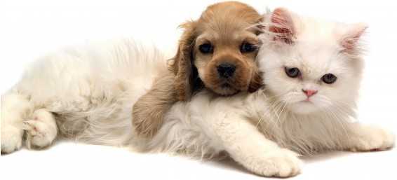 Pickwick East Apartments - Photo 2 of 50