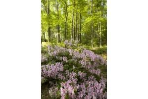 Homestead at Hartness - Photo 3 of 16