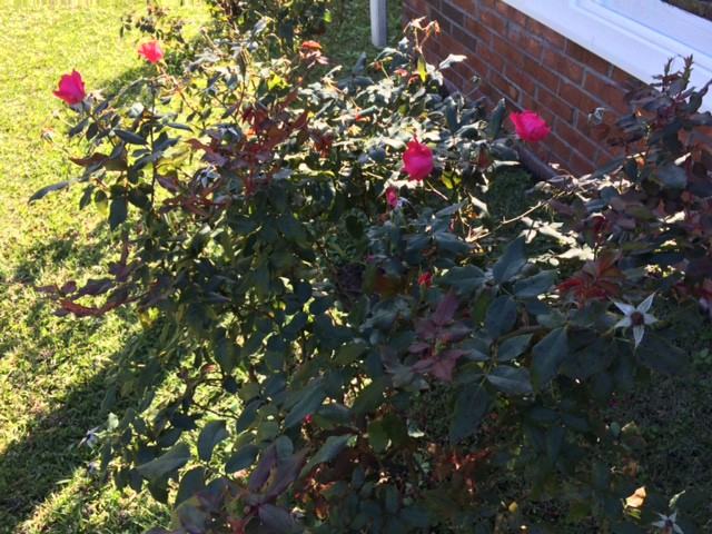 5061 US-117 - Photo 3 of 32