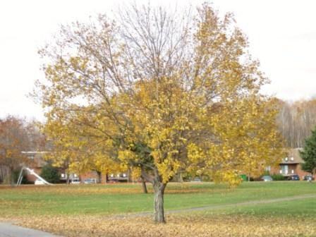 Orchard Park Apartments - Photo 2 of 18