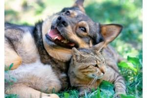 The Villas of Fox Hollow - Photo 2 of 19