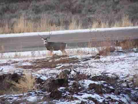 2463 Green Canyon Road - Photo 2 of 8