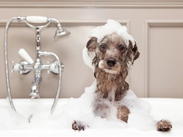 ASPIRE APARTMENTS - Photo 7 of 14