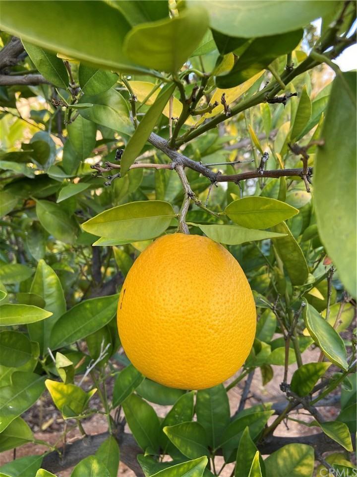 1242 Mira Monte Drive - Photo 2 of 34