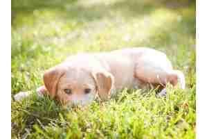 Pines at Carolina Place - Photo 3 of 16