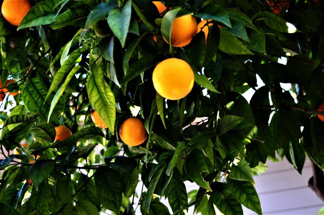 654 Willis Ave - Photo 2 of 8