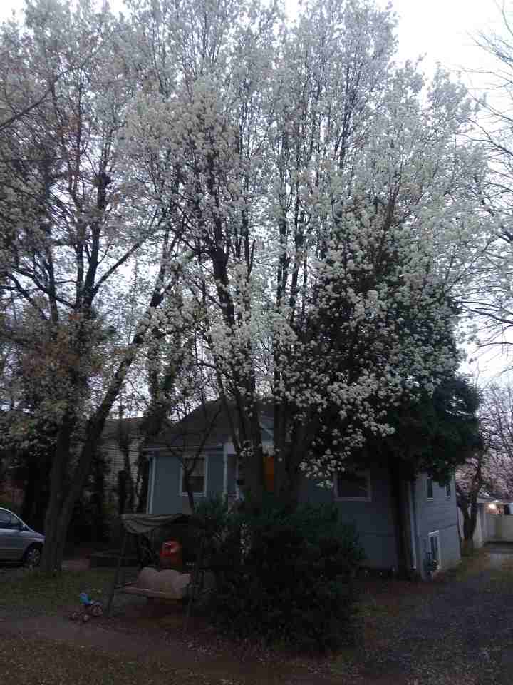 Ewell Ave & Knowles Ave #1 - Photo 6 of 61