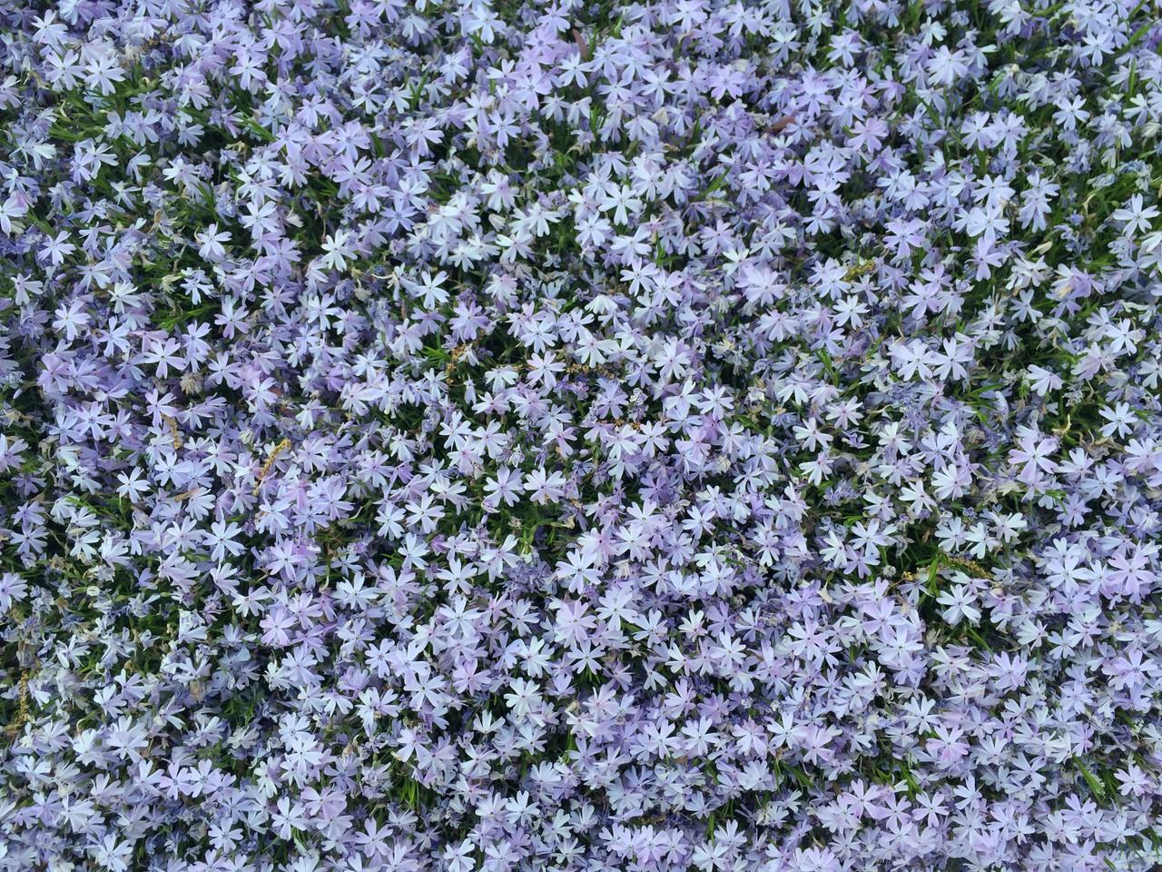 1168 Deliquia Drive - Photo 2 of 10