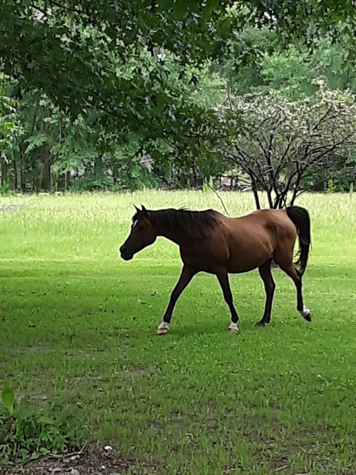 1896 Boyd Springs Rd - Photo 2 of 11
