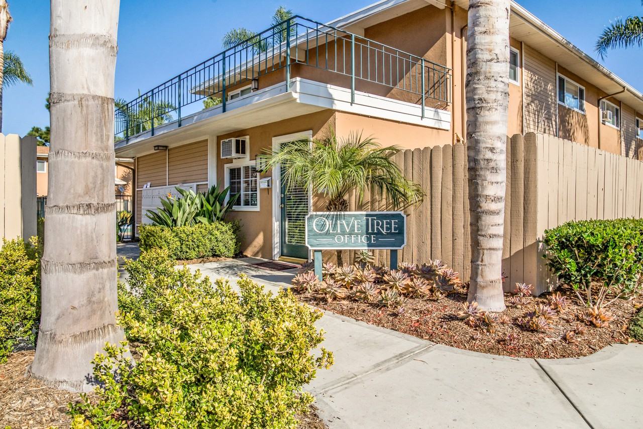 Olive Tree - Photo 3 of 19