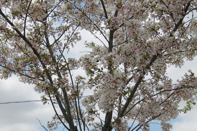 307 W Broadway Blvd - Photo 3 of 34