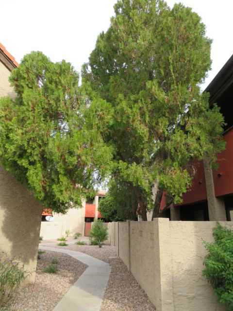 1730 W Emelita Ave #1035 - Photo 4 of 16