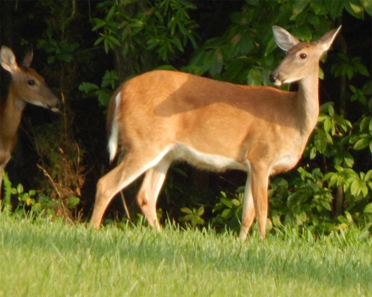 1603 Forest Knolls Cir #1603 - Photo 3 of 14