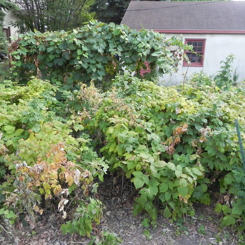 1046 Jenifer Street - 3 Flat - Photo 3 of 8