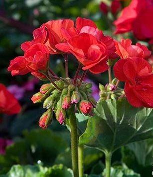 8714 Glenoaks Blvd - Photo 5 of 24