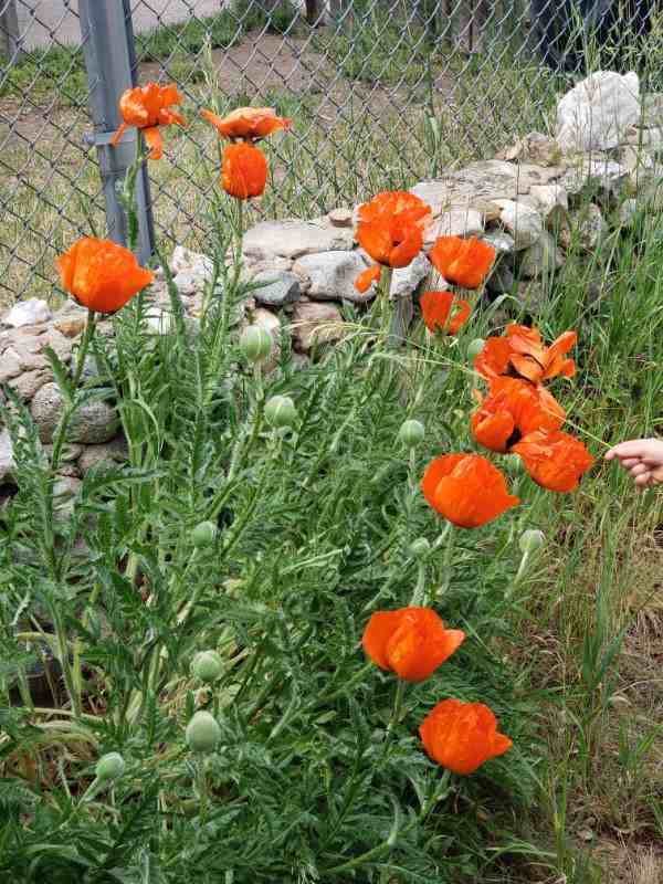 839 Steinfelt Pkwy - Photo 3 of 14