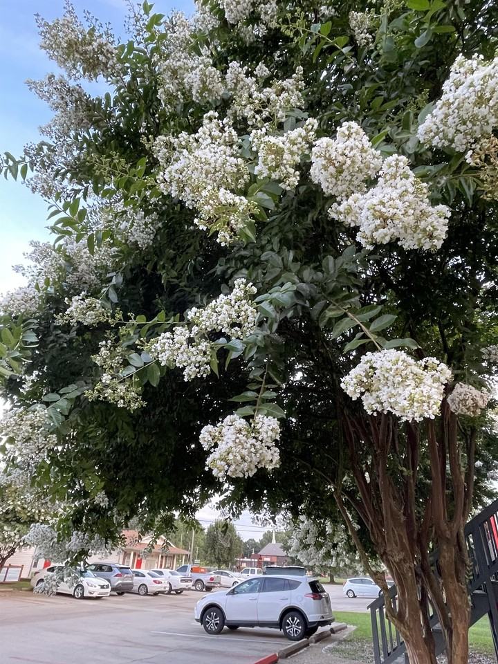 4 Oxmore Flint Rd Sw #C1 - Photo 6 of 31