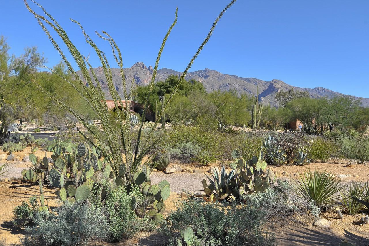 2172 E Cerrado Brio - Photo 3 of 43