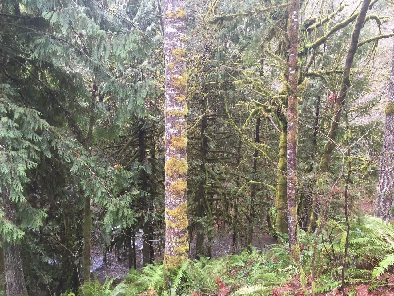 36542 Parsons Creek Rd - Photo 2 of 15