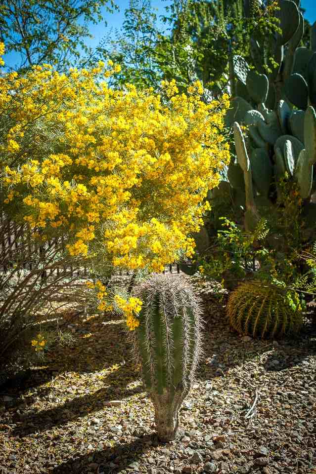 3913 E Montecito St - Photo 3 of 60