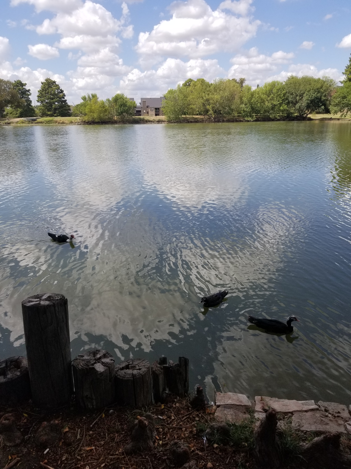 Regatta Apartments - Photo 6 of 23