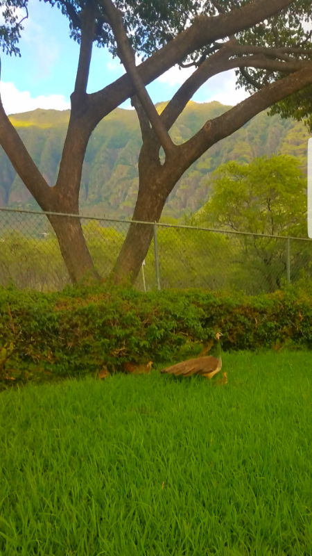 84 786 Ala Mahiku Street - Photo 4 of 28