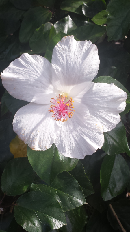 84 786 Ala Mahiku Street - Photo 6 of 28