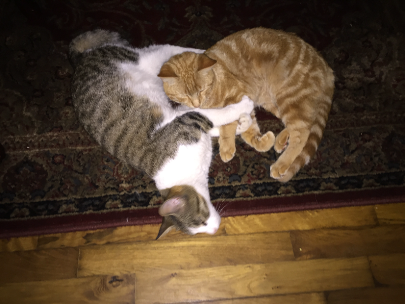 124 Dream Pond Rd - Photo 3 of 9