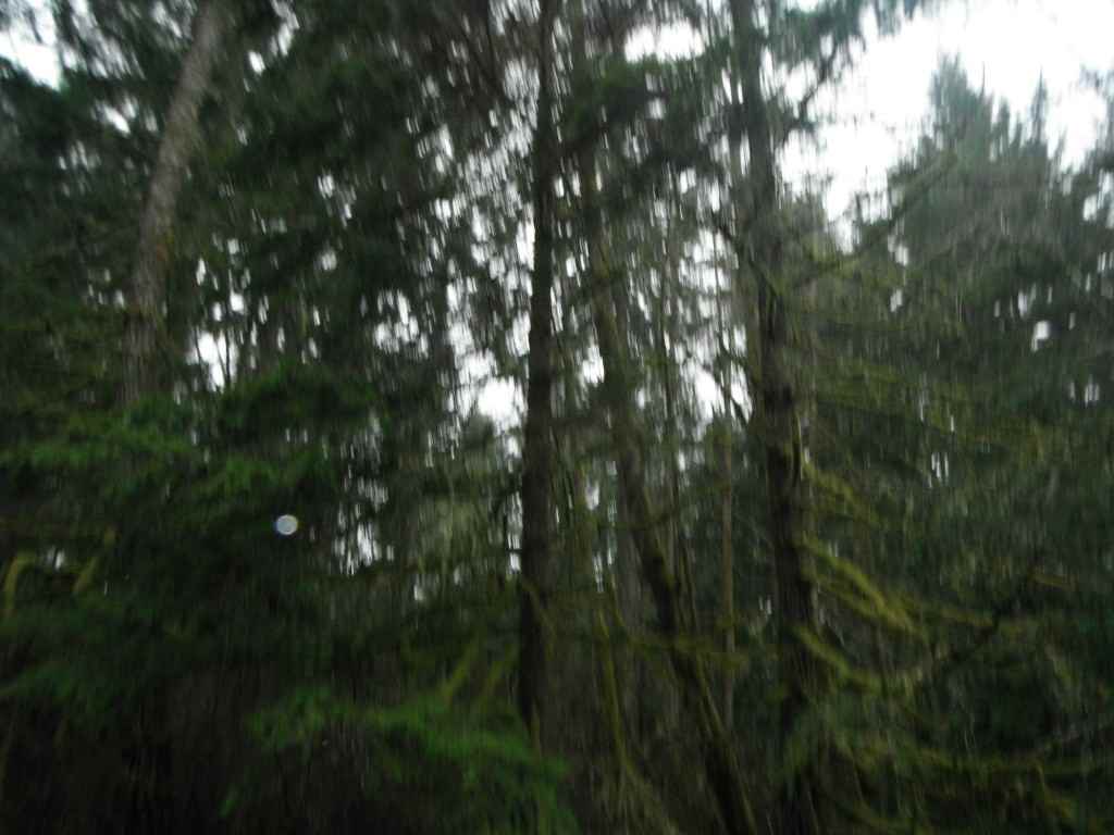 11606 Pine Pl - Photo 2 of 3