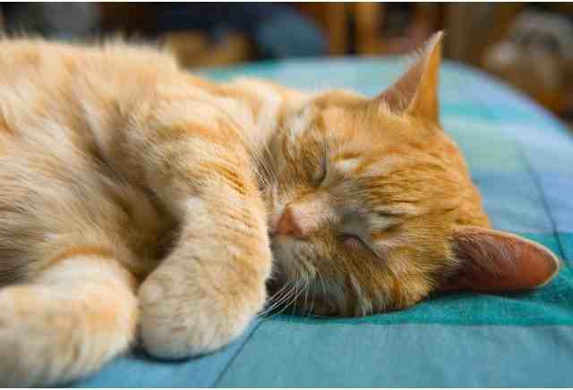 COLONY PARK APARTMENTS - Photo 6 of 10