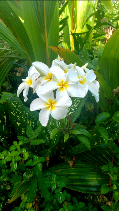 15-2745 Kahala St - Photo 3 of 50