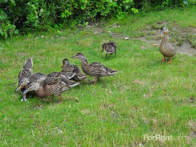 Village Gate - Photo 3 of 32