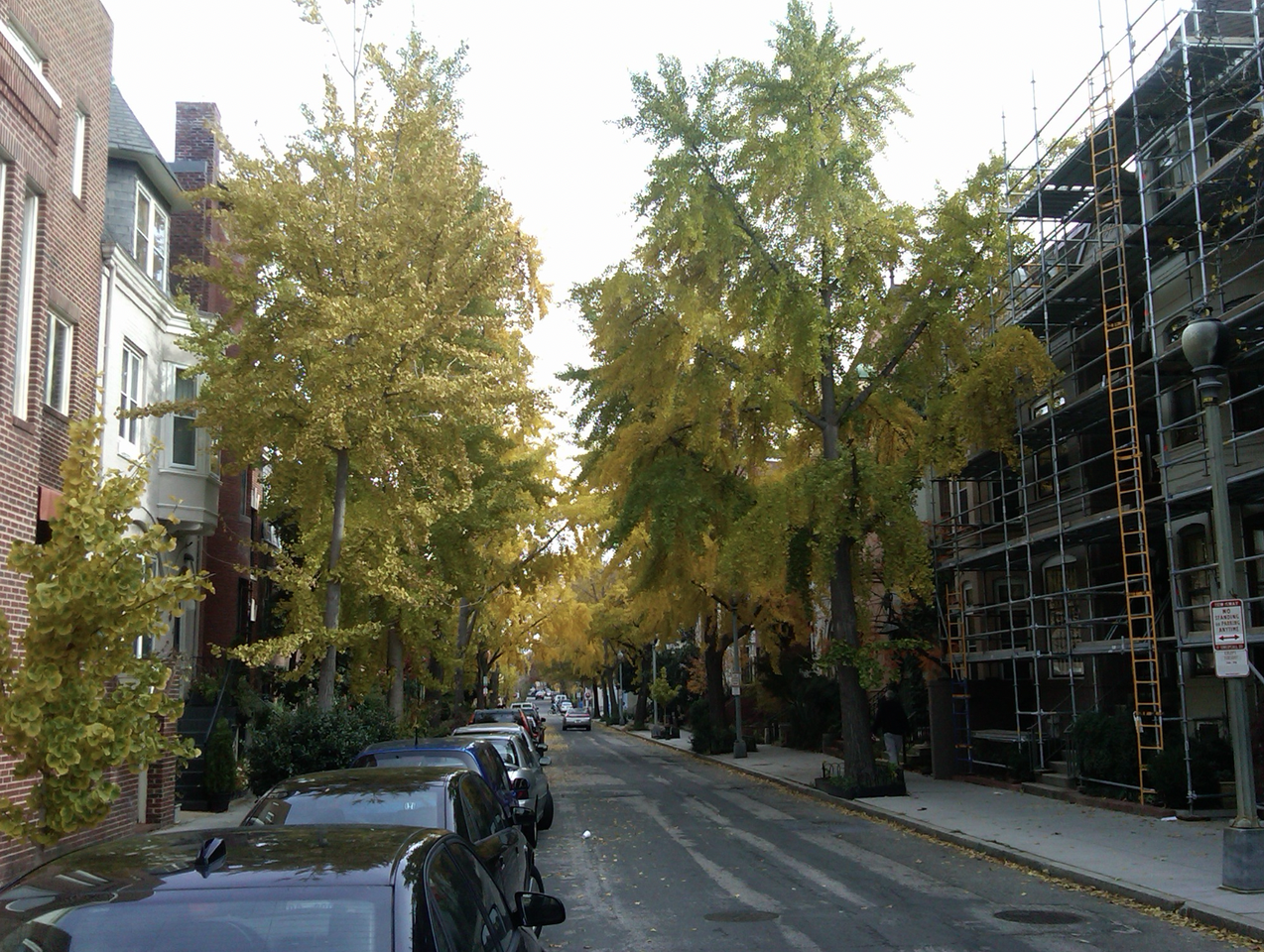 1729 Corcoran St Nw #1 - Photo 2 of 9